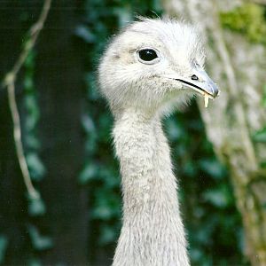 Darwin's Rhea 9th September 2012