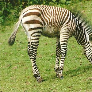 Hartmann's Mountain Zebra 9th September 2012