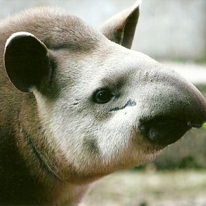 Brazilian Tapir 9th September 2012