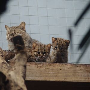 Rusty-Spotted Cats