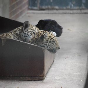 Spotted and black Jaguar Cubs