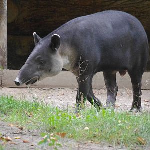 Baird's Tapir