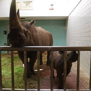 Baby black rhinoceros