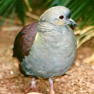Crested Quail-Dove 9th September 2012