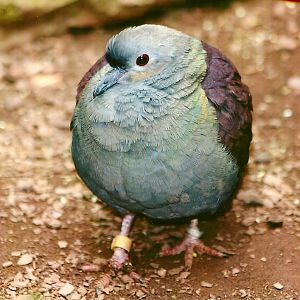 Crested Quail-Dove 9th September 2012