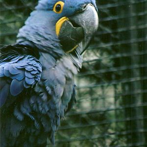 Hyacinthine Macaw 9th September 2012