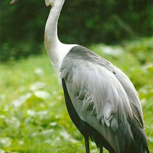 Wattled Crane 9th September 2012