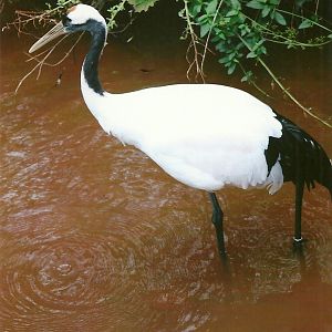 Red-crowned Crane 9th September 2012