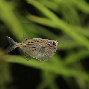 Black Winged Hatchetfish (Carnegiella marthae) at Zamosc Zoo