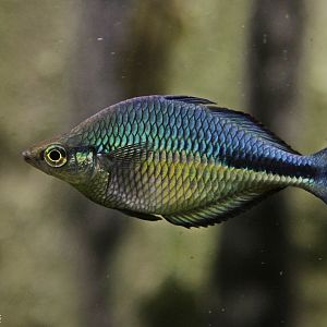 Lake Kutubu Rainbowfish (Melanotaenia lacustris) at Zamosc Zoo