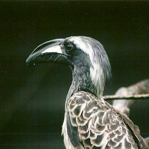 African Grey Hornbill 10th September 2012