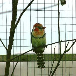 Red and Yellow Barbet 10th September 2012