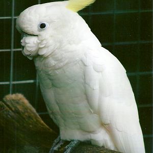 Eleanora Cockatoo 10th September 2012
