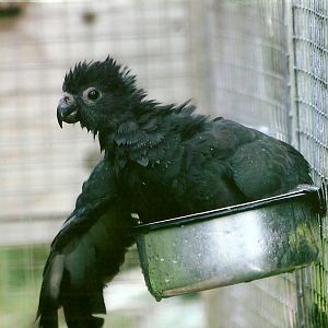 Lesser Vasa Parrot 10th September 2012