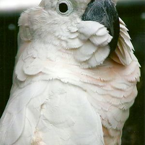 Moluccan Cockatoo 10th September 2012