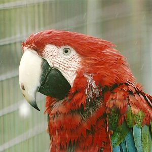 Green-winged Macaw 10th September 2012