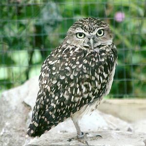 Burrowing Owl 10th September 2012
