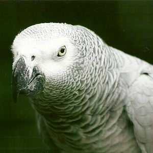African Grey Parrot 10th September 2012