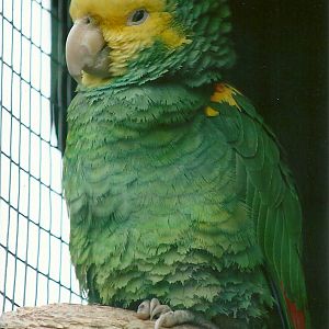 Double Yellow-headed Amazon 10th September 2012