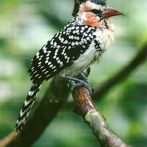 Red and Yellow Barbet 10th September 2012