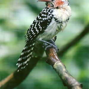 Red and Yellow Barbet 10th September 2012