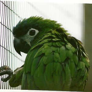 Hahn's Macaw 10th September 2012