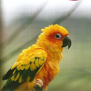 Sun Conure 10th September 2012