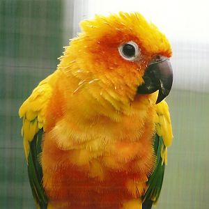 Sun Conure 10th September 2012