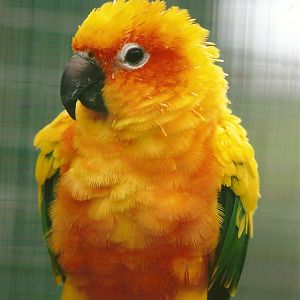 Sun Conure 10th September 2012