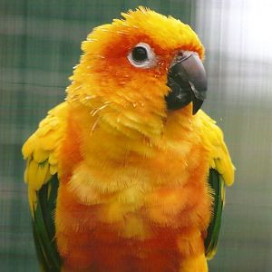 Sun Conure 10th September 2012