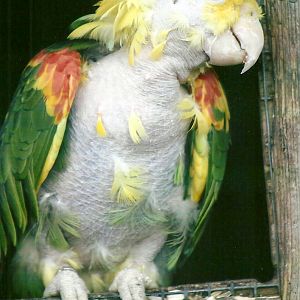 George the rehomed Double Yellow-headed Amazon 10th September 2012