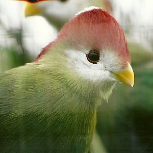 Red-crested Touraco 10th September 2012