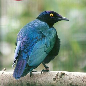 Purple Glossy Starling 10th September 2012