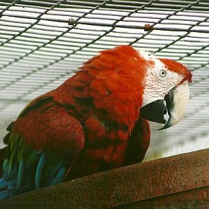 Green-winged Macaw 10th September 2012
