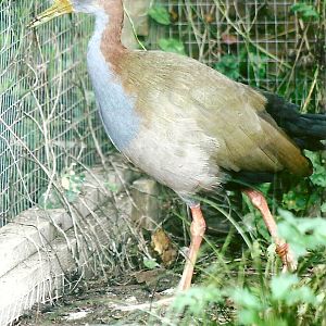 Giant Water Rail 10th September 2012
