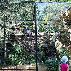 Hyacinth macaw aviary at Praha