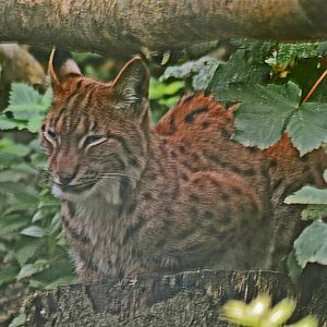 Carpathian Lynx