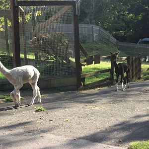 Sewerby Zoo, Alpaca bedtime 6th October 2012