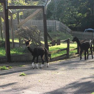 Sewerby Zoo, Alpaca bedtime 6th October 2012