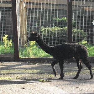 Sewerby Zoo, Alpaca bedtime 6th October 2012