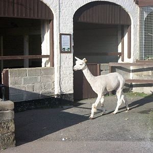 Sewerby Zoo, Alpaca bedtime 6th October 2012