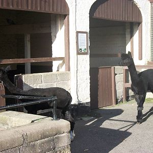 Sewerby Zoo, Alpaca bedtime 6th October 2012
