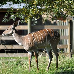 Female Kudu