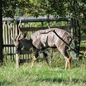 Male Kudu