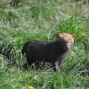 Bush Dog Pup