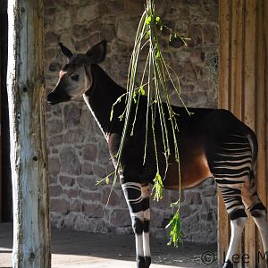A very round Stuma the Okapi