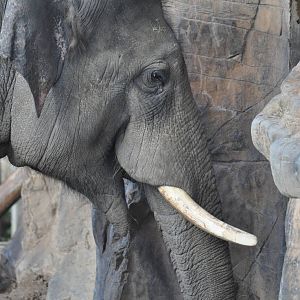 Aung Bo Chester's New Bull Elephant