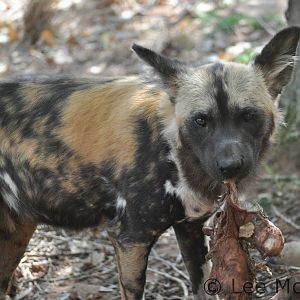 Painted Dog Feeding