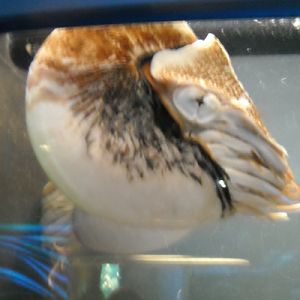 Chambered nautilus