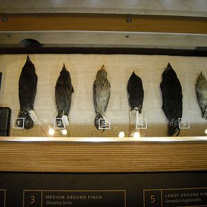 Darwin's finch display